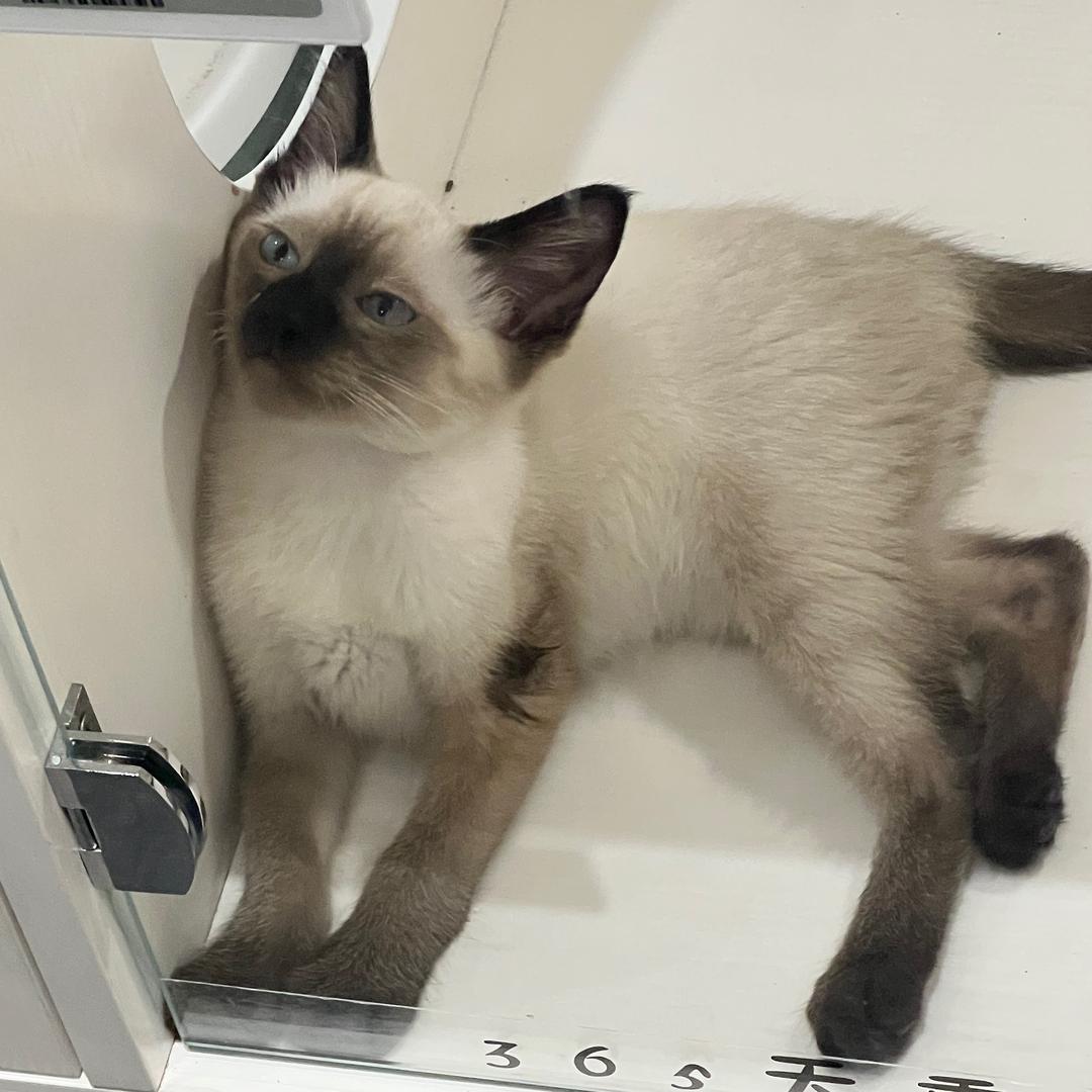 猫老弟