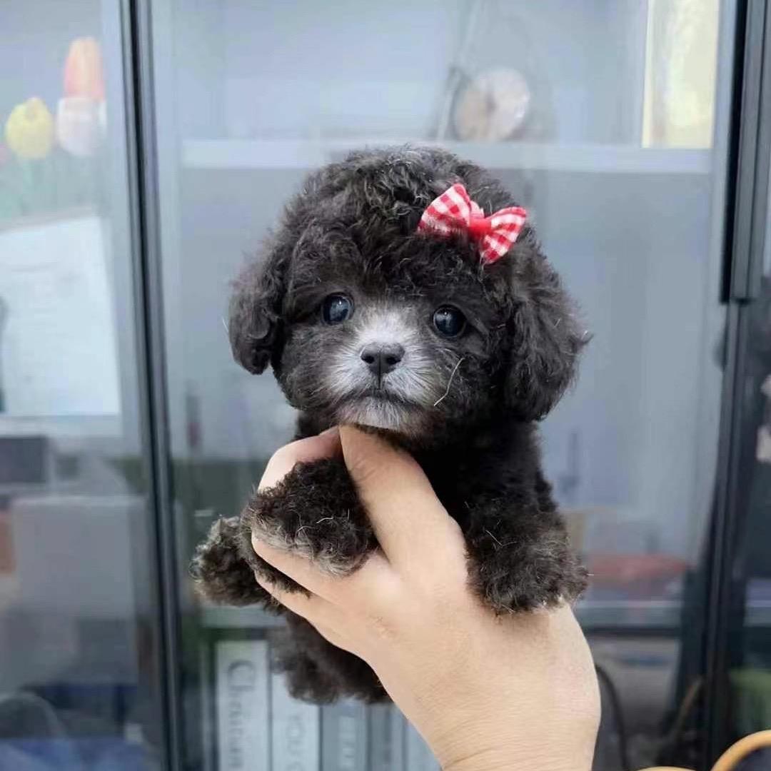 喵喵宠物🐶🐱