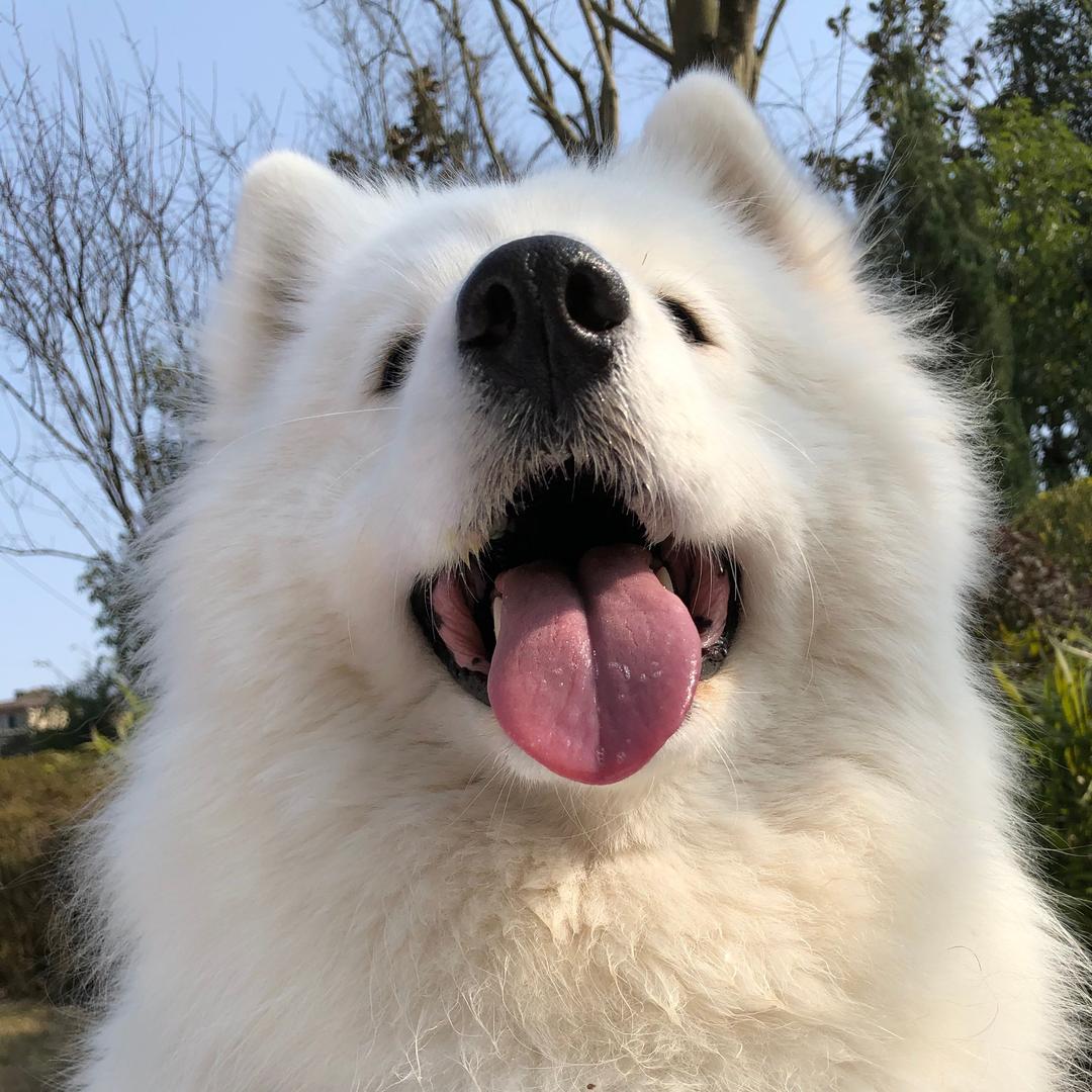 莎白