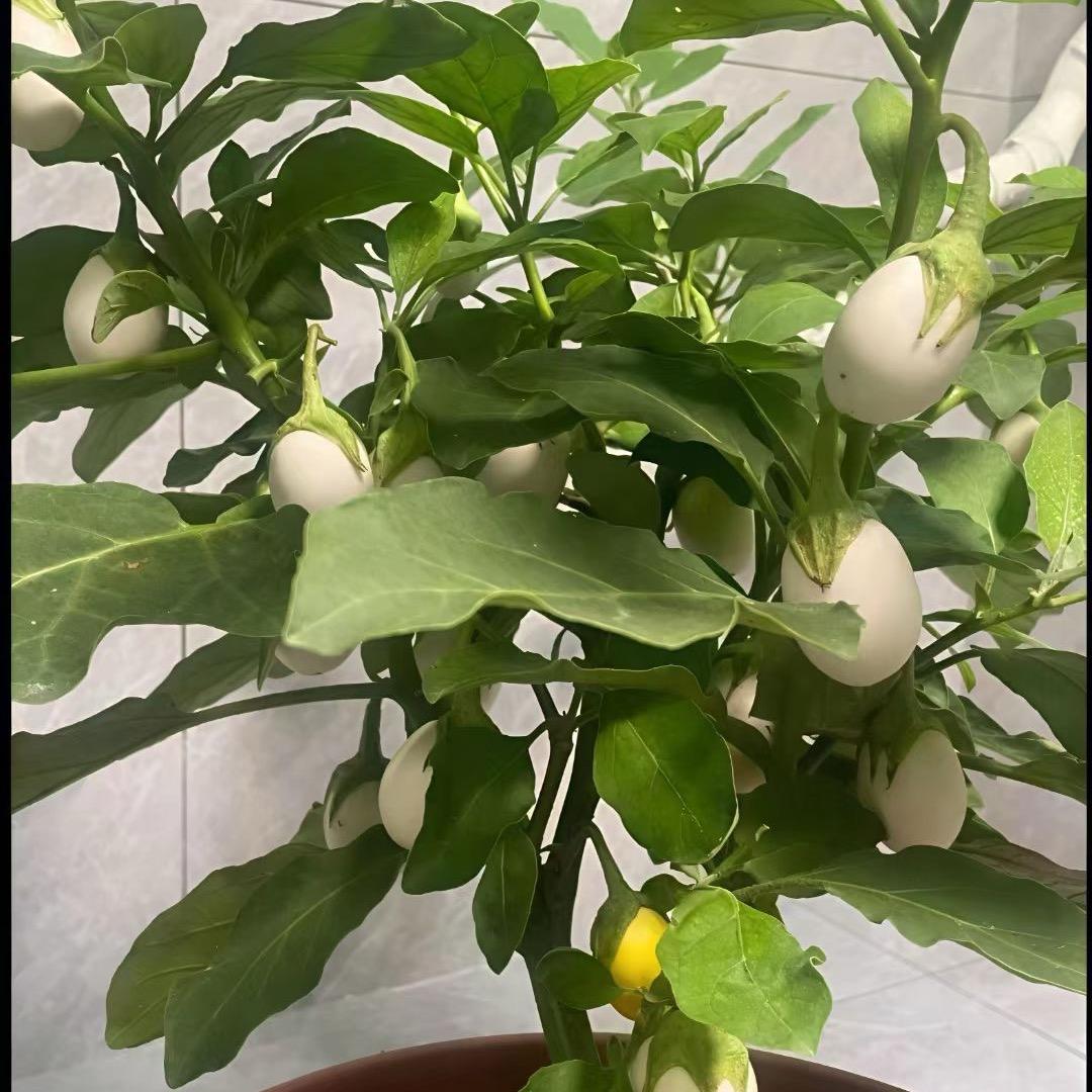 🦚🦚🦚