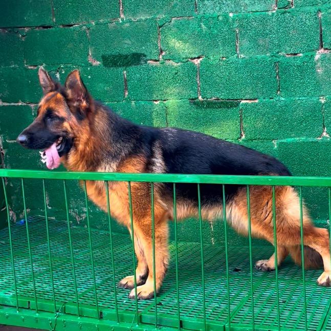 昆明宠物出嫁会所