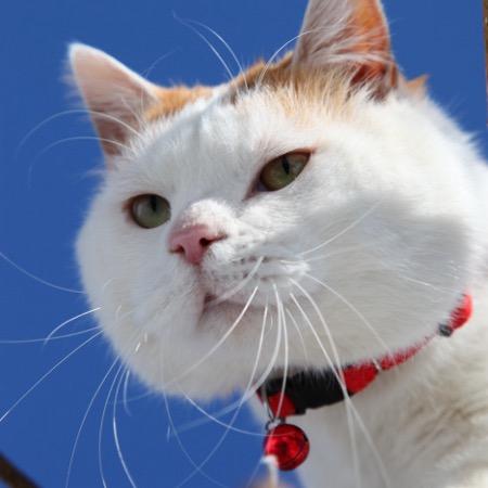 猫叔。（喵喵天使屋）