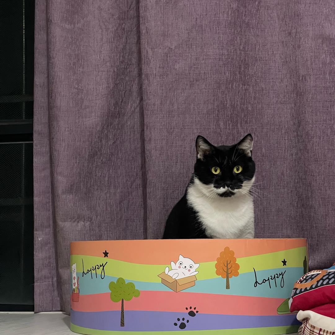 哈哈哈😹