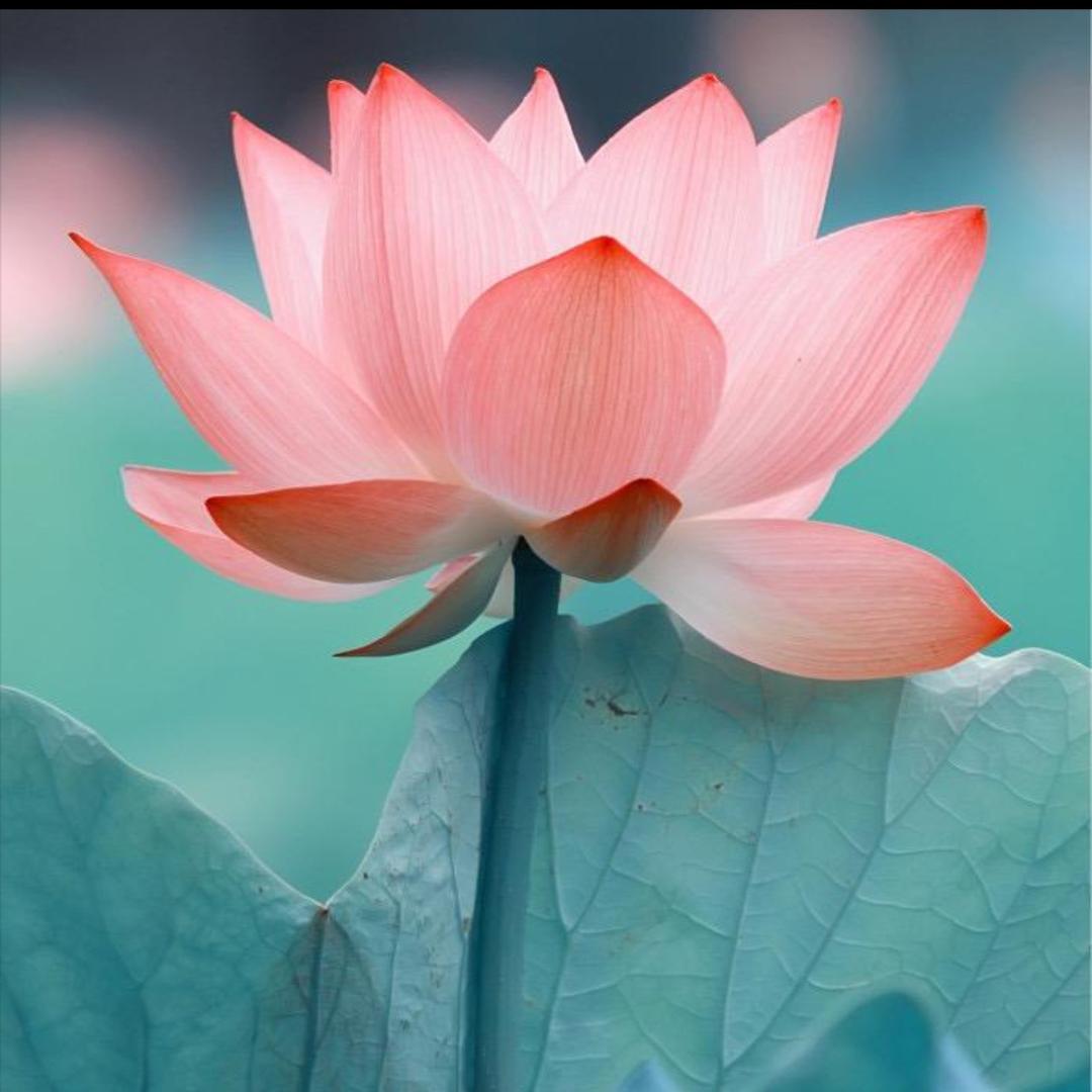 花开富贵1111