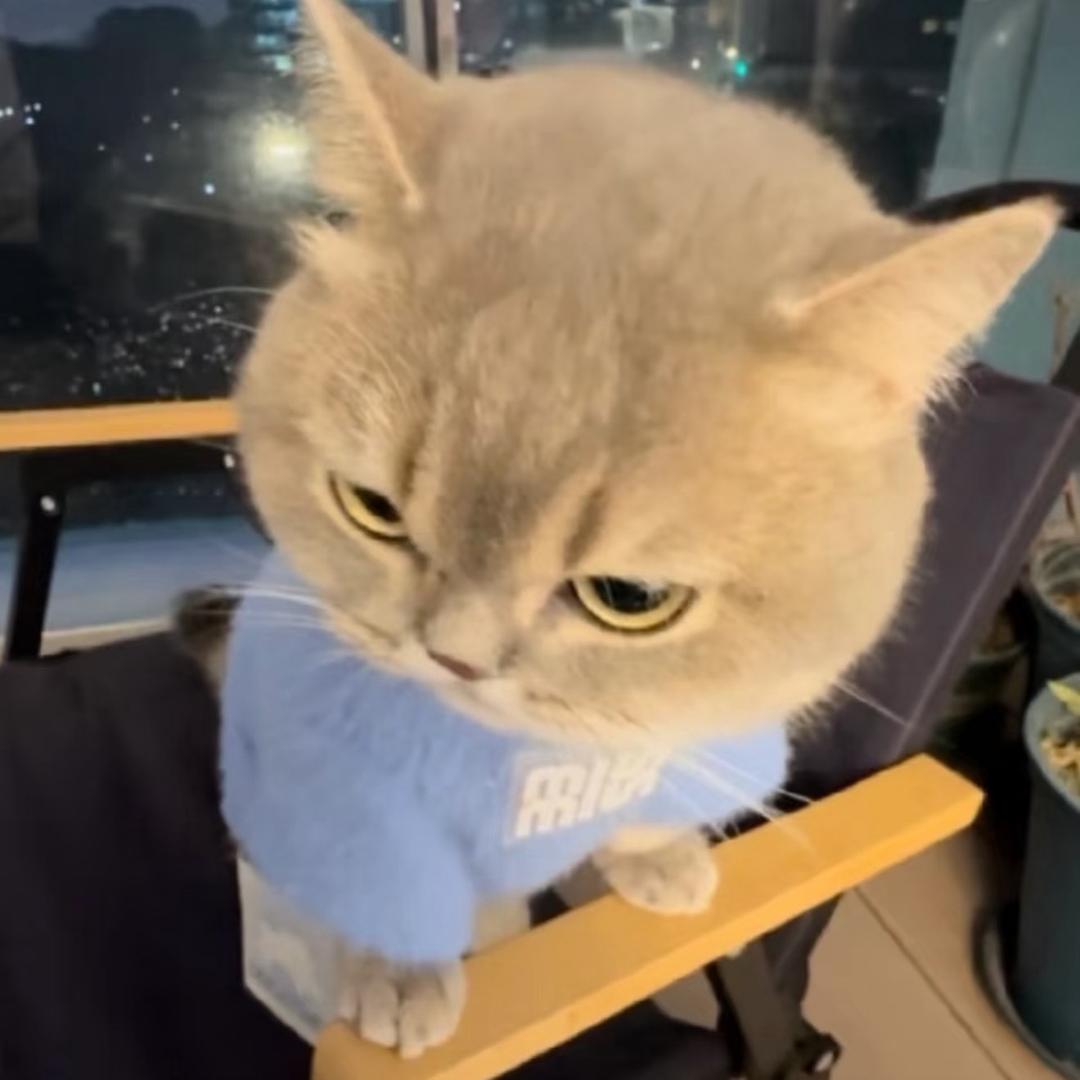 颢.