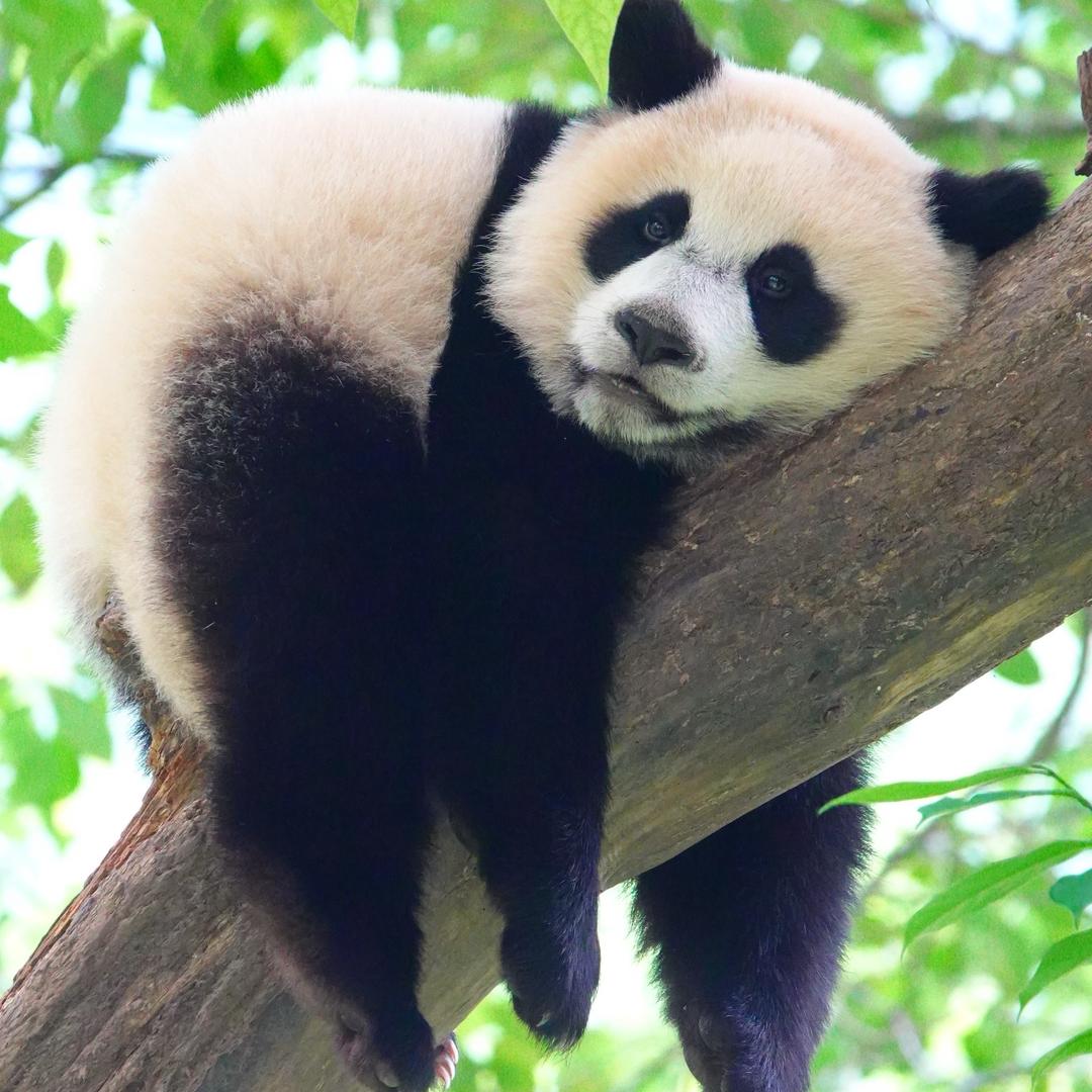 快乐小猫🐼头像