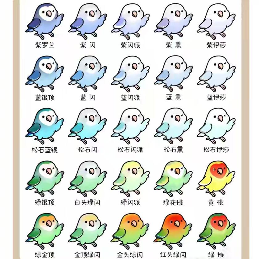鹉动乾坤