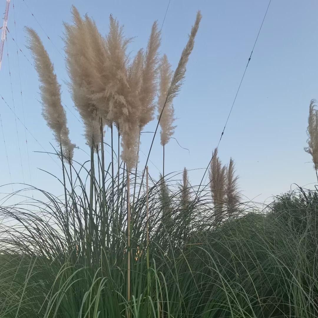花开远方🌱