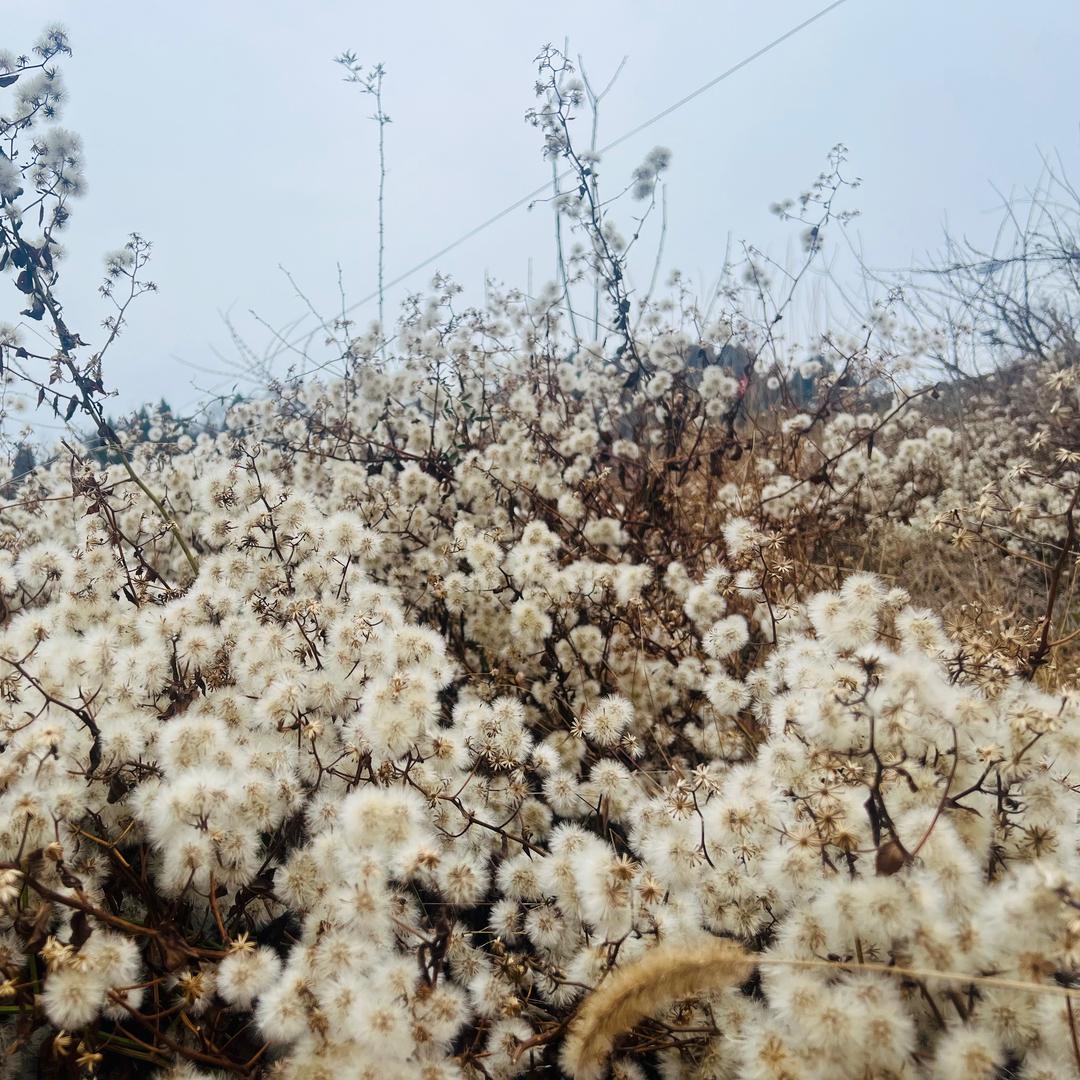 蜂蜂子