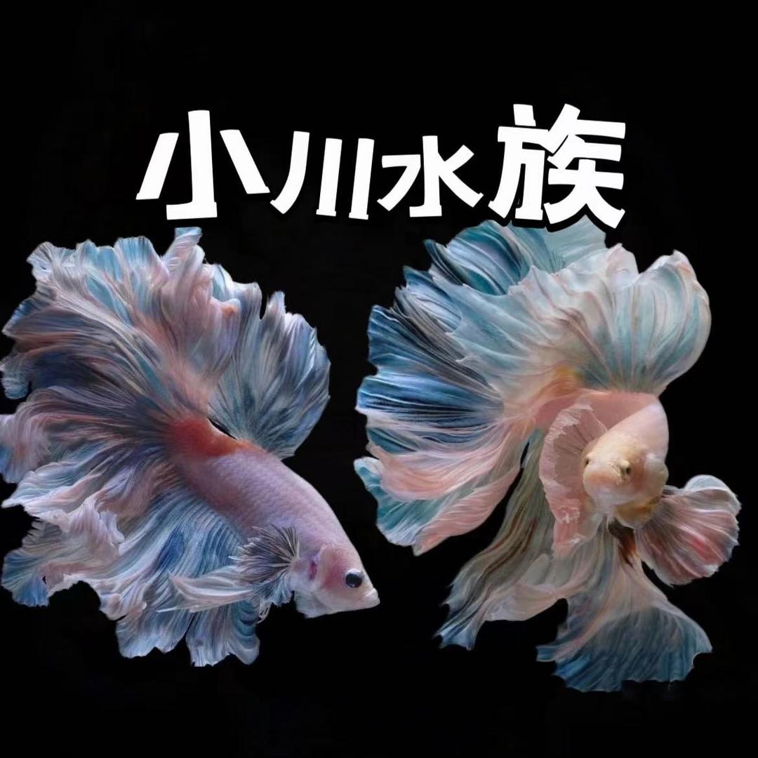 小川水族馆鱼鱼