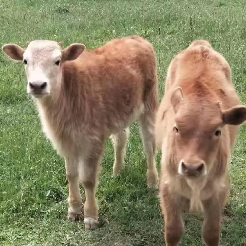 占荣养殖