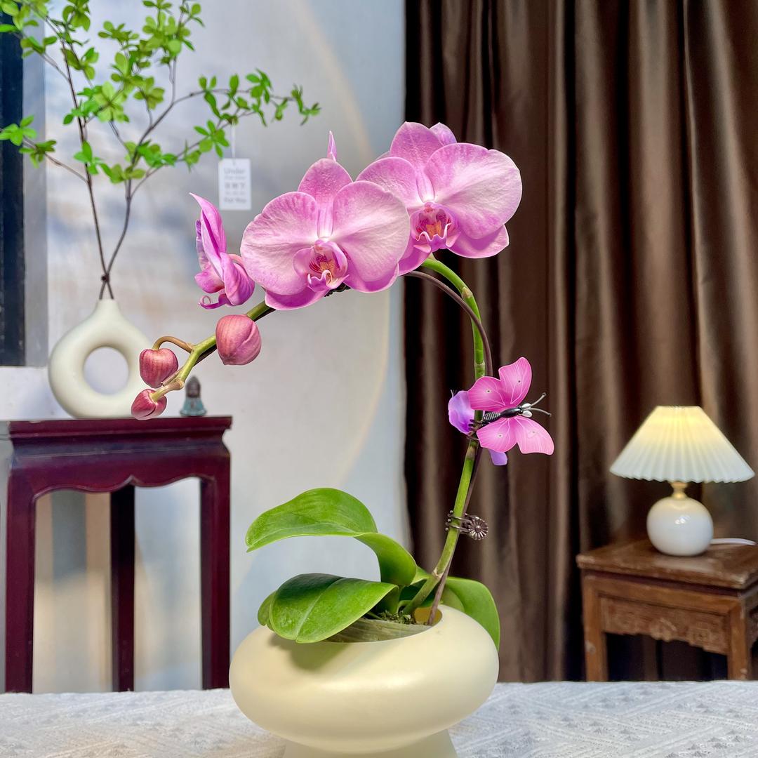 梵臻的花园