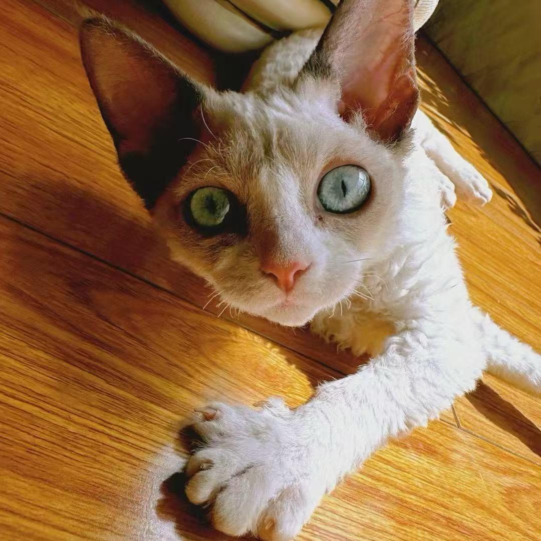 正经德文卷毛猫（直播号）