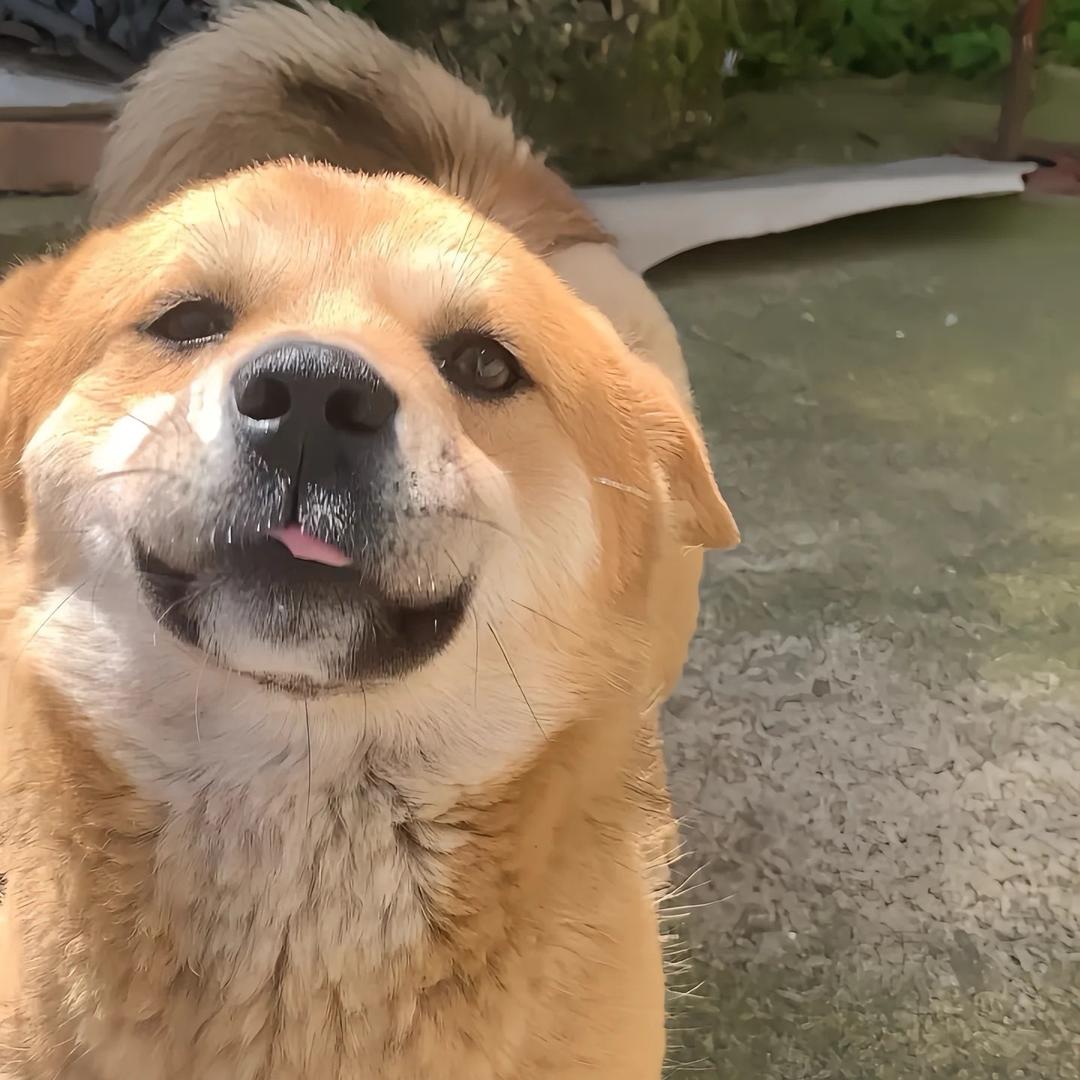 娟娟