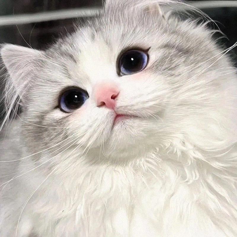 伊伊呐