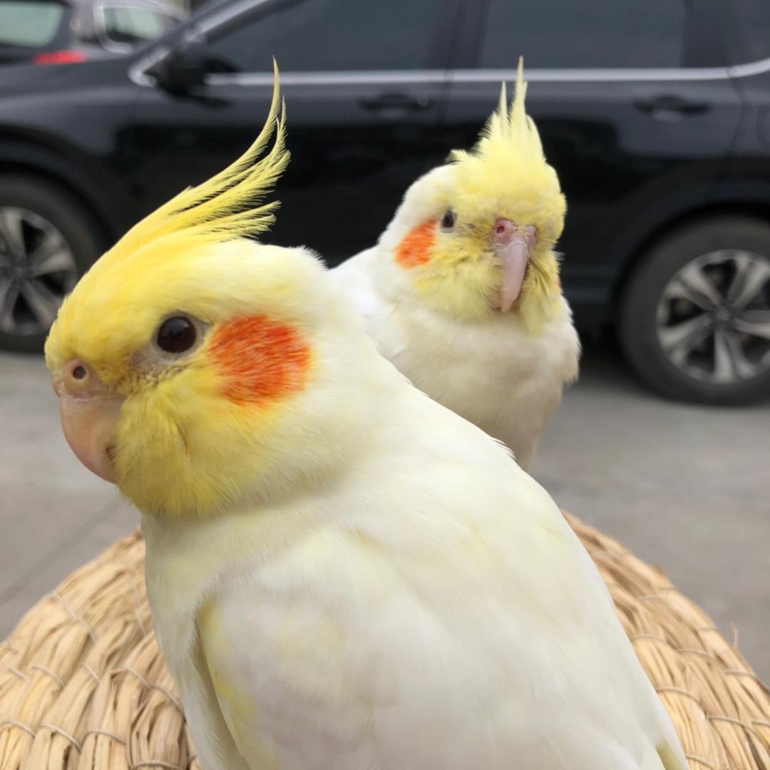 柠檬味🍋