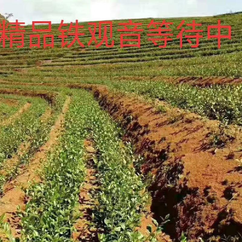 感德泉安茶叶