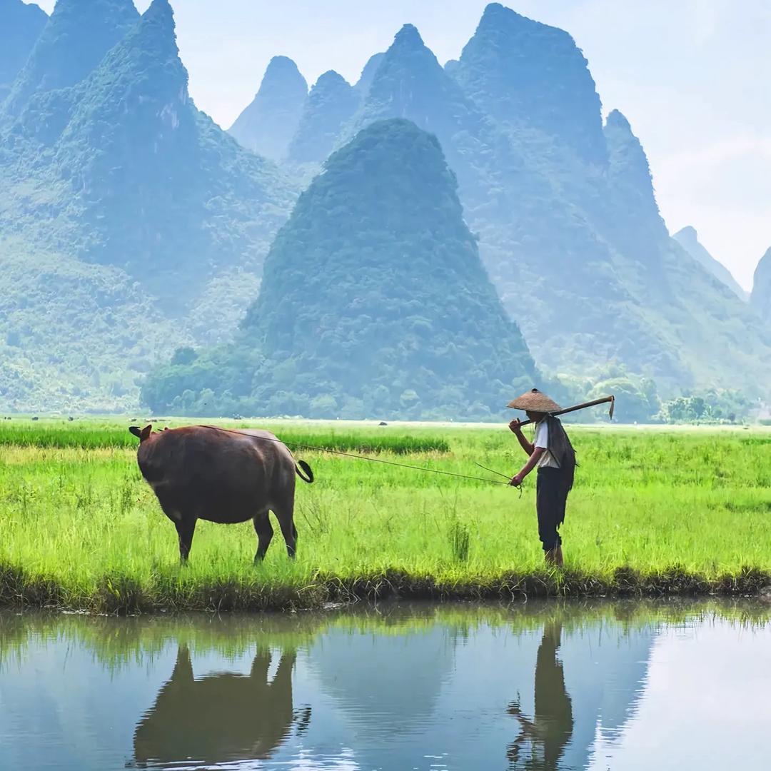 中药材种植-金老师