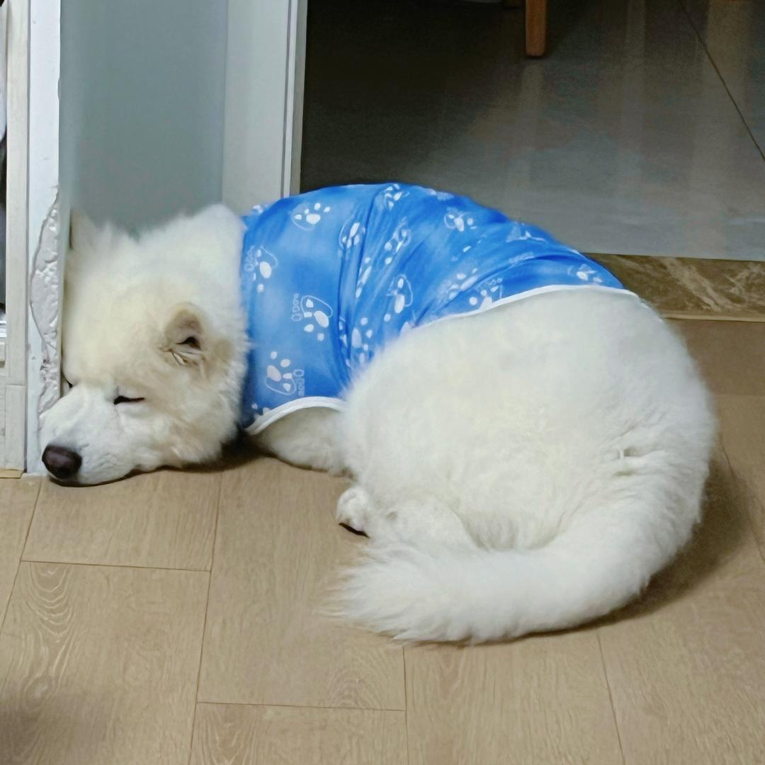 阿达阿星拆家没