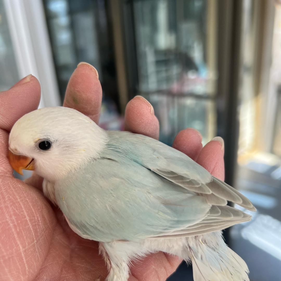PARROT宠物