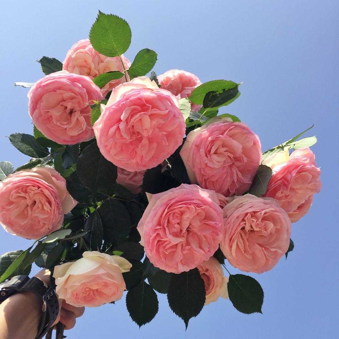 花溢苑园艺