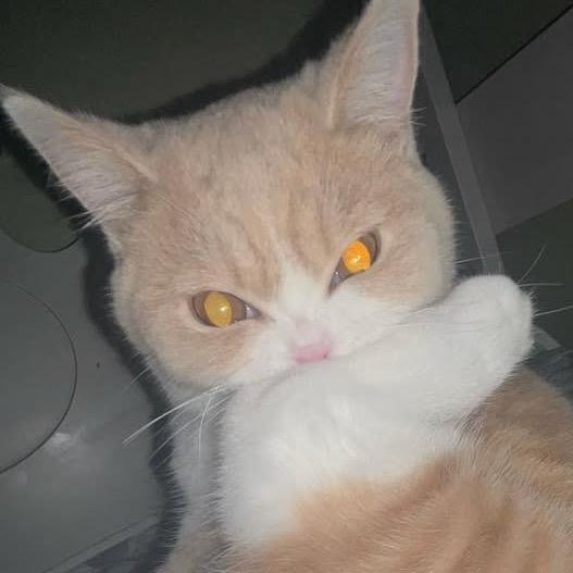 Rou