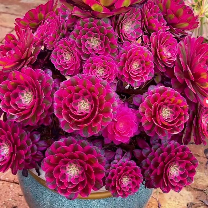 姐妹法师园艺植物坊