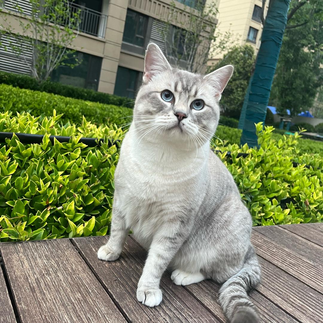 猪咪🐈
