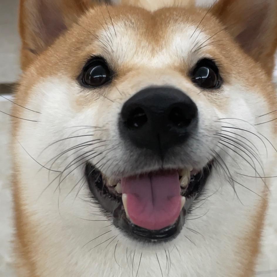 @柴犬多多