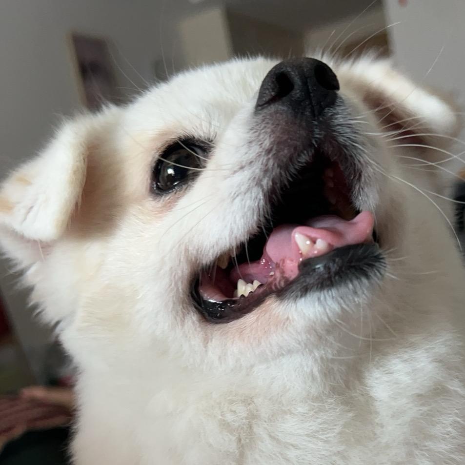 巴拉巴拉吧啦噗噗