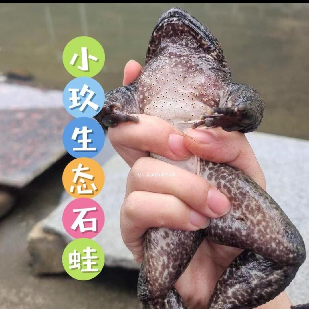 小玖生态石蛙
