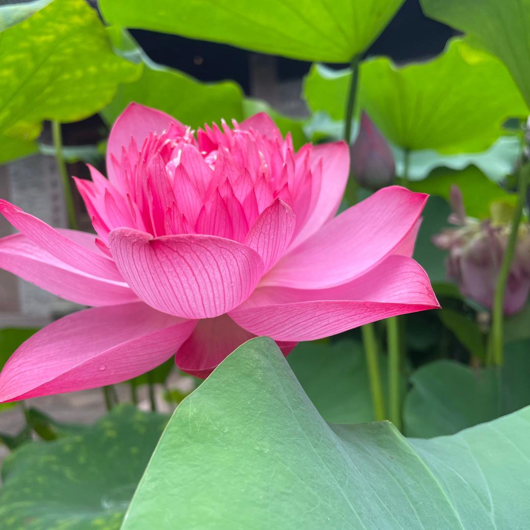 呦呦鹿鸣