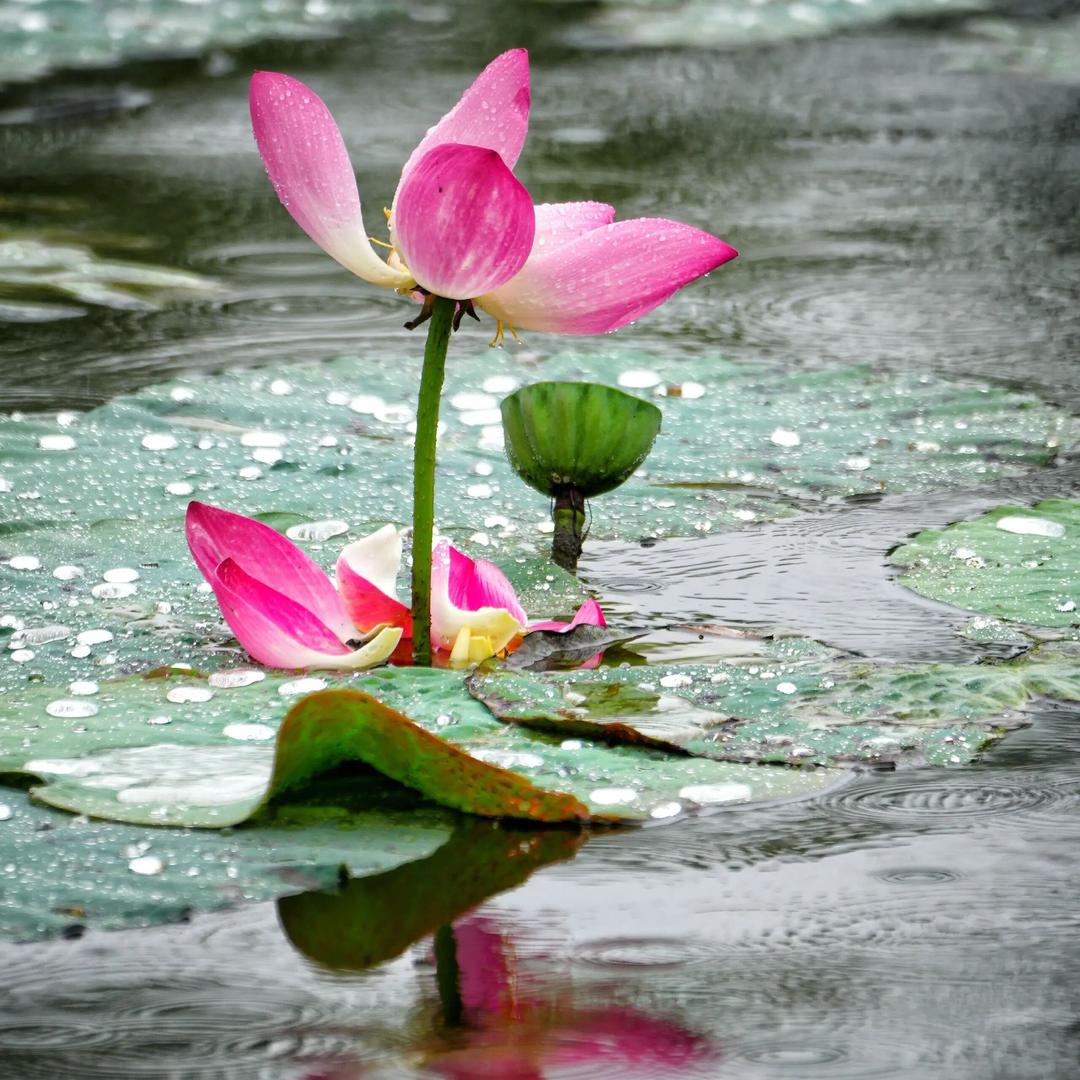 向阳花开