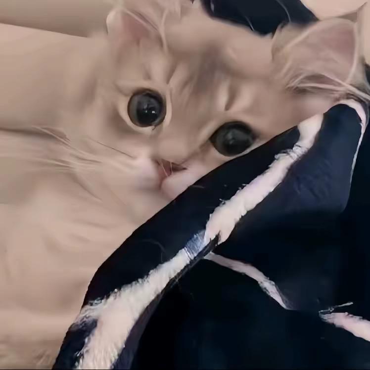  ࿐བསྟན📿