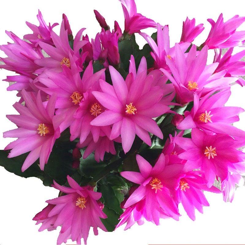 小小花农花卉