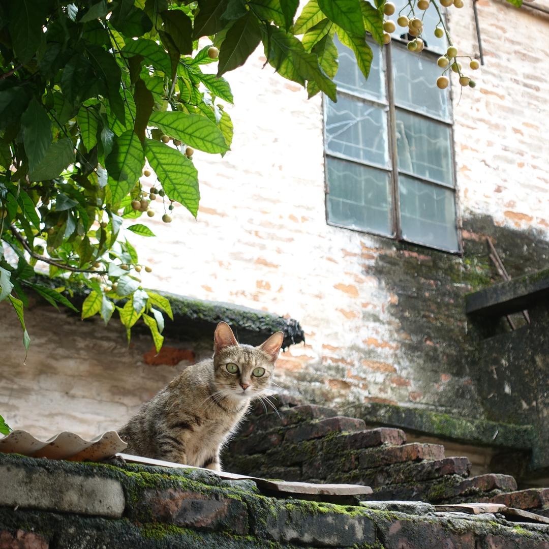 又菜又爱玩
