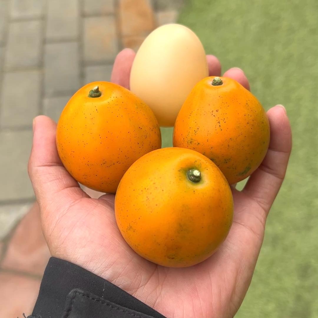 55556652684255