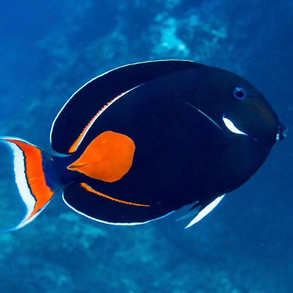 Achilles Tang🐔