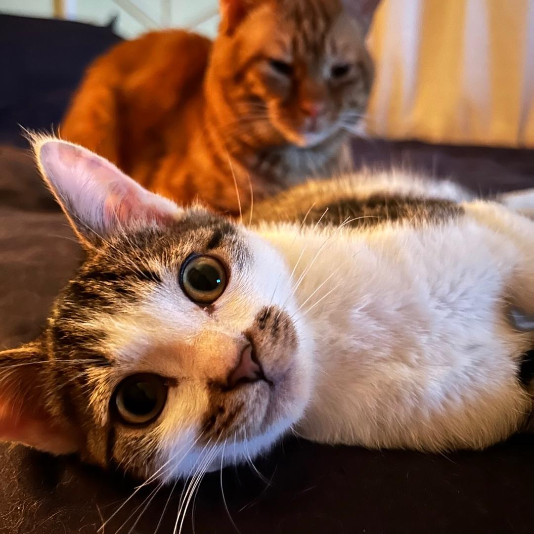 摇头晃脑哈士奇