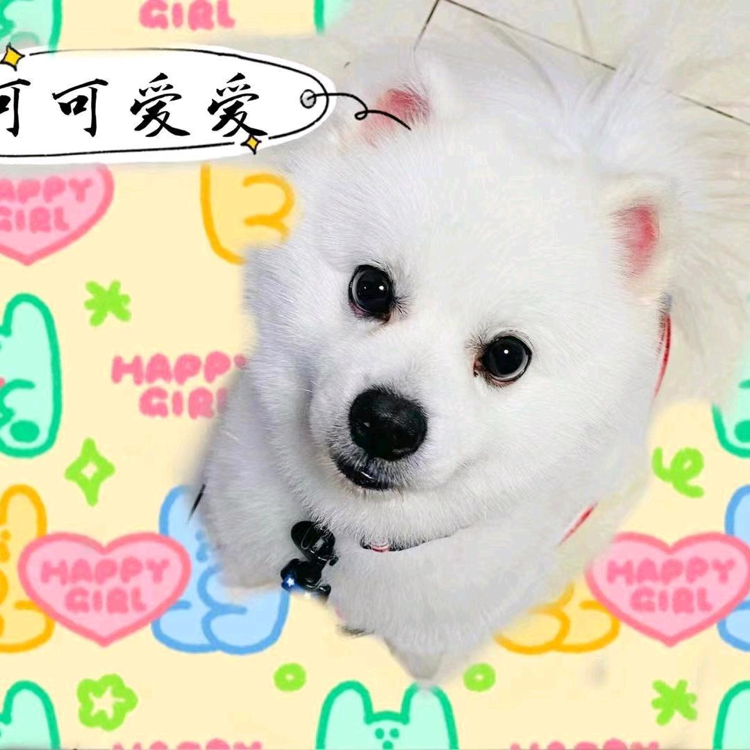 可可爱爱小毛球