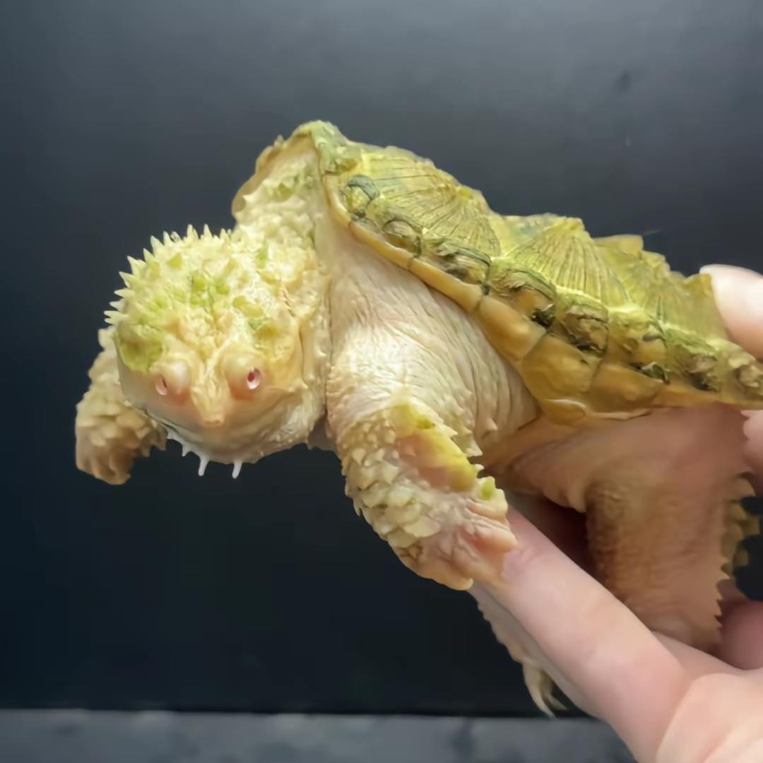 飞盛龟业