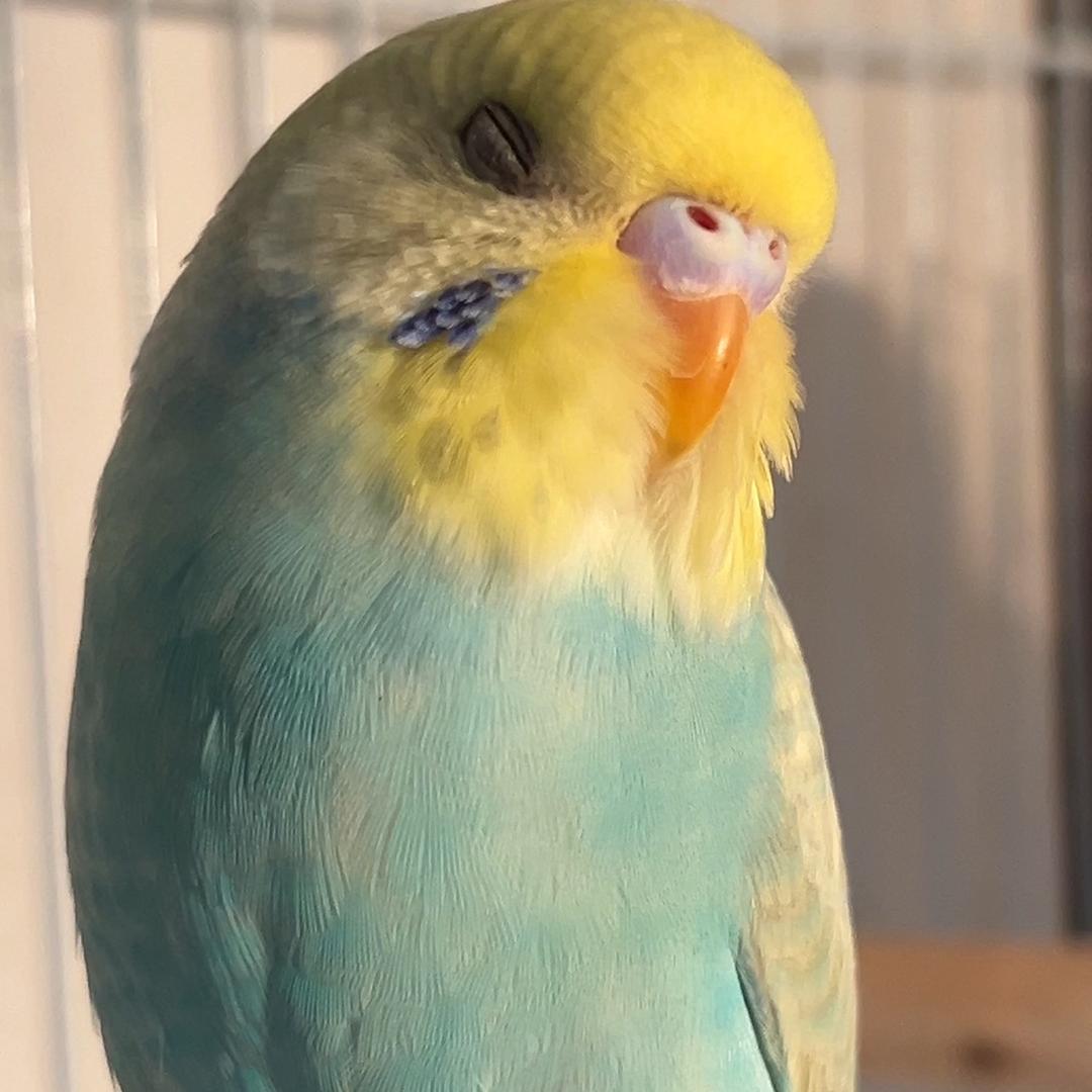 芒果毛球小鸡仔