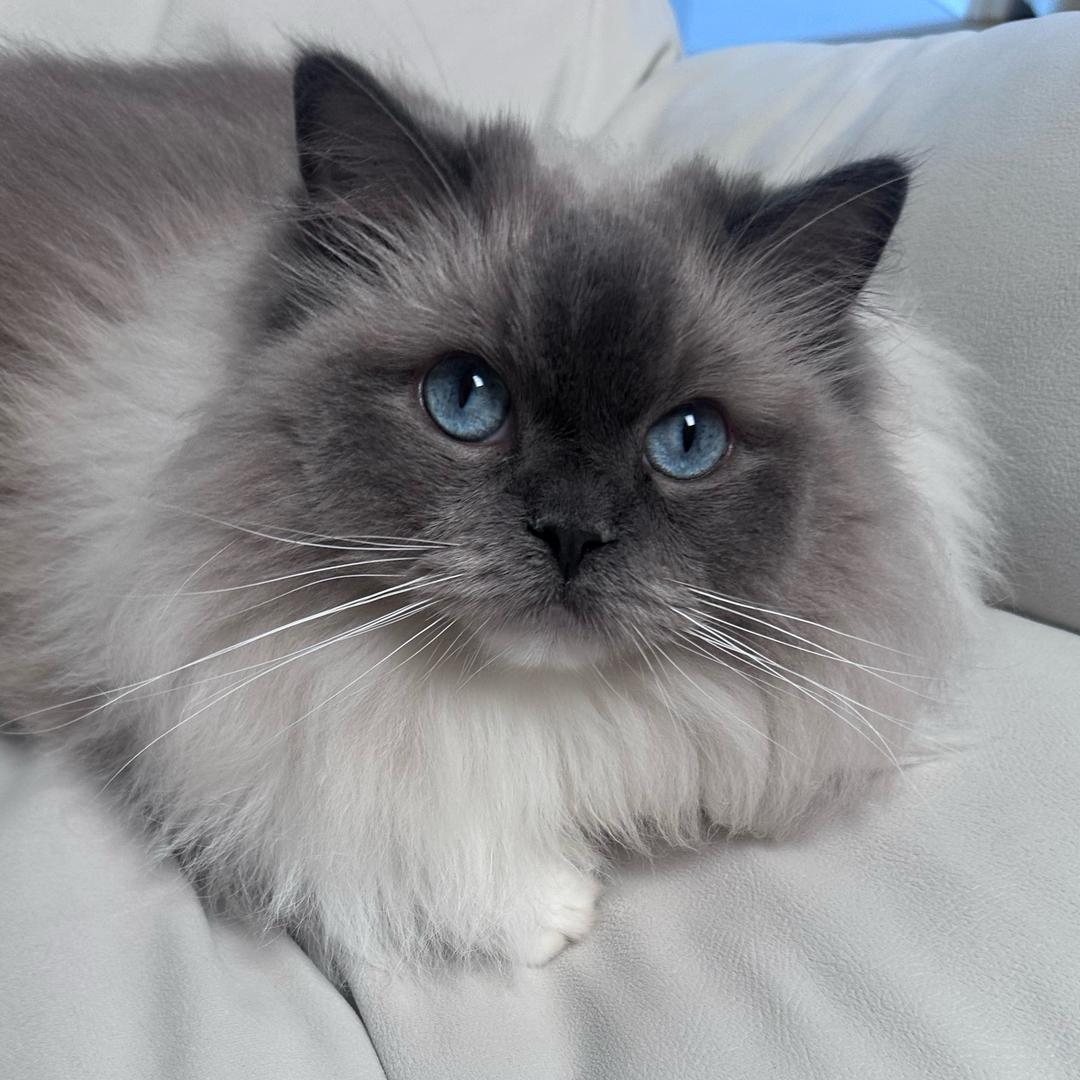 第五人格—咪希希