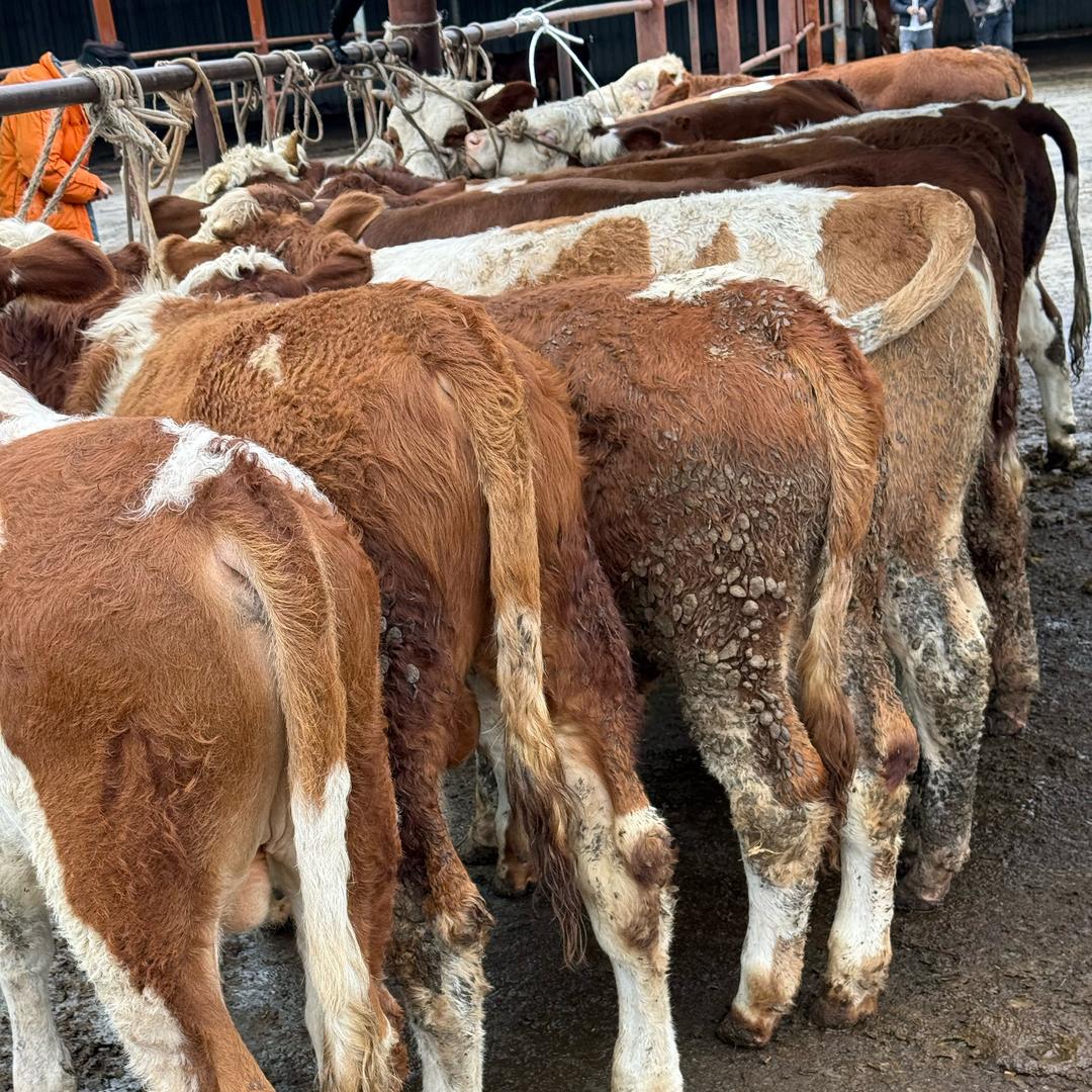 贵州代办[阿云] 🐂