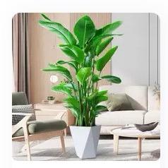 植家小院