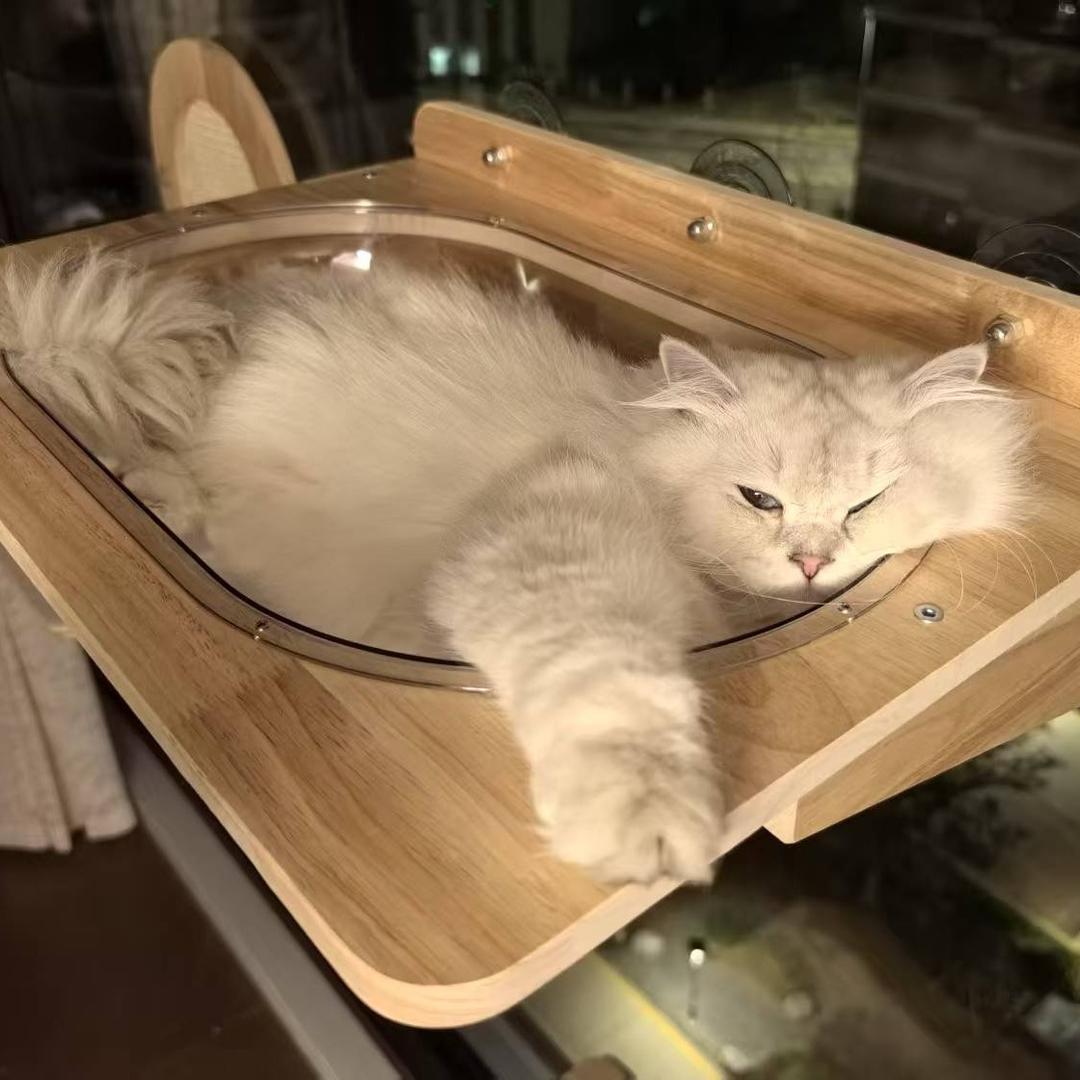 茶猫