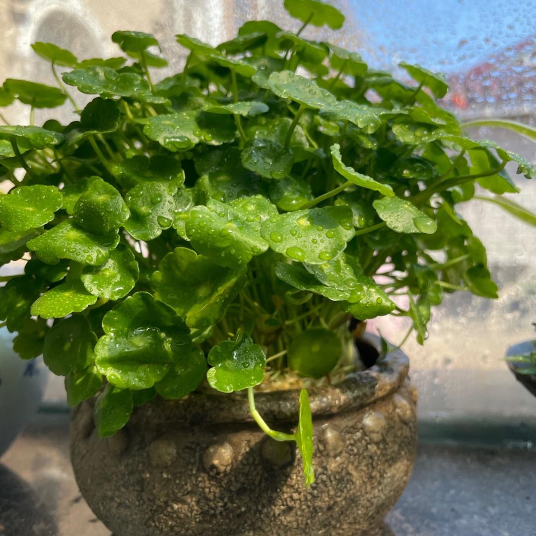 铜钱草甄选