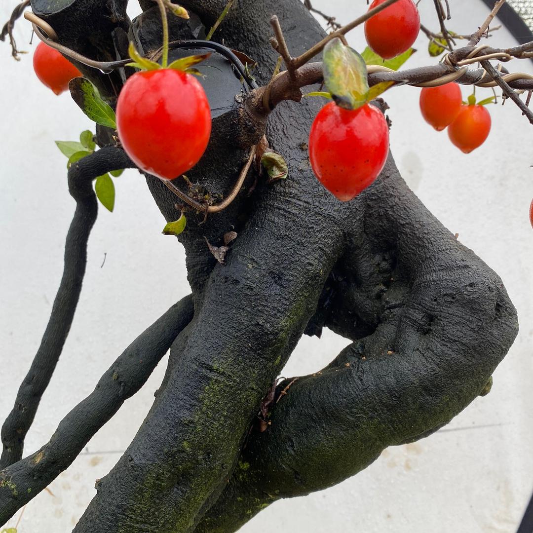 吉利老鸦柿盆景