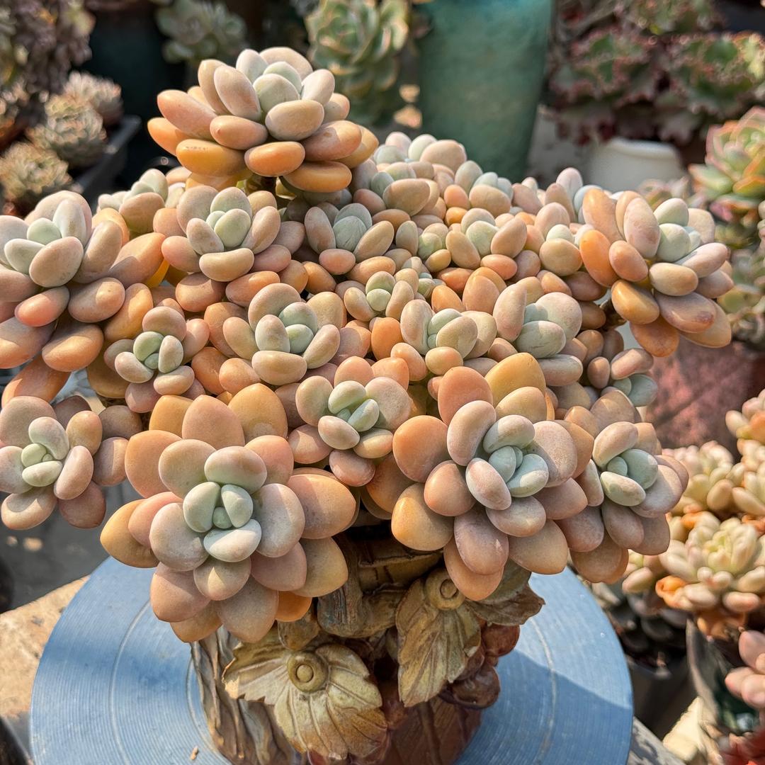 爱养肉的苏苏