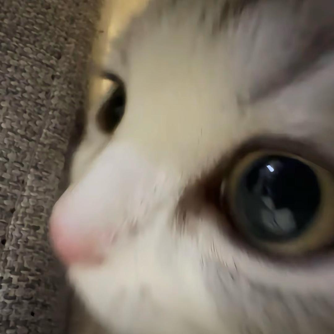 嘎嘎小嘎嘎❄️ 🅥